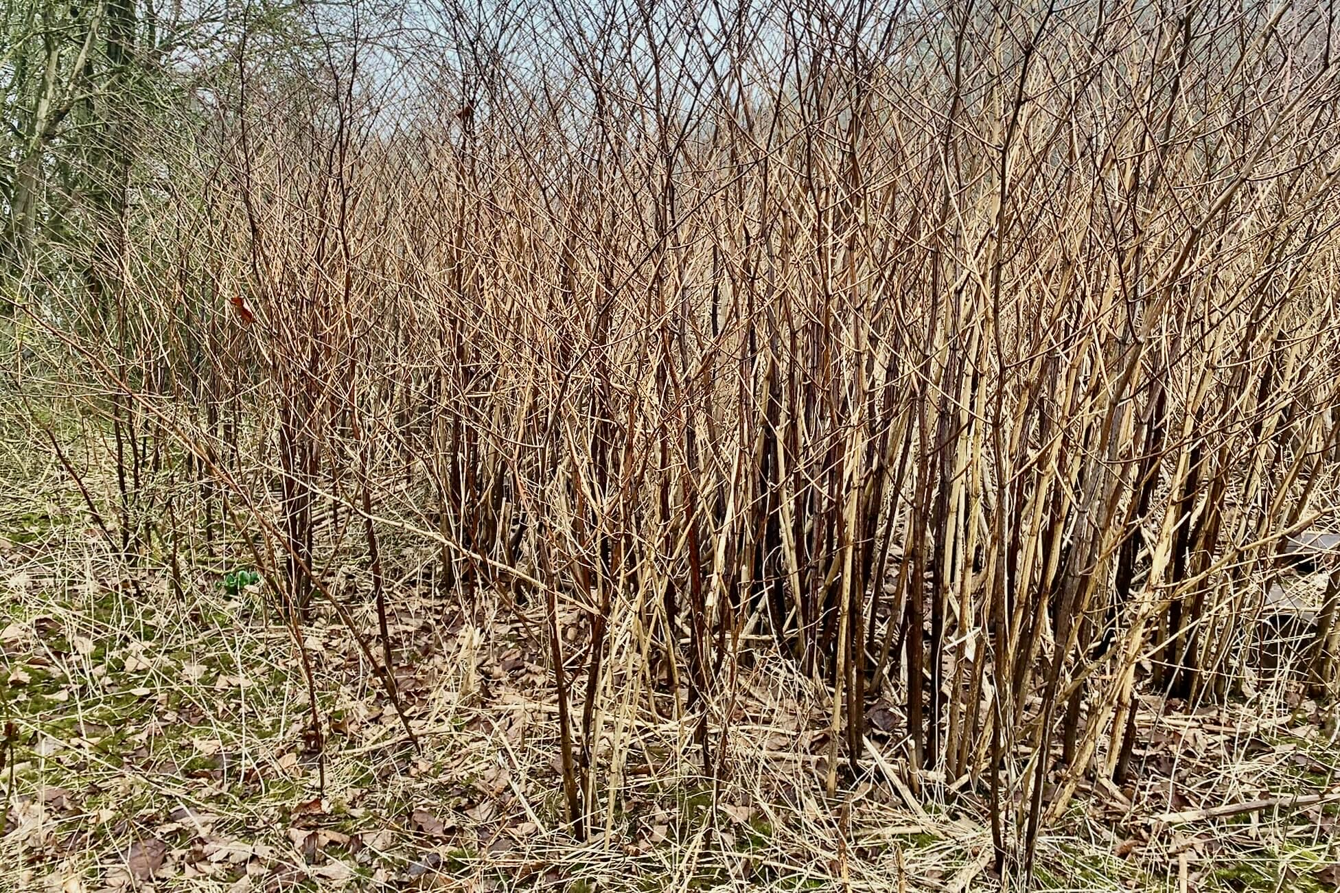 How to Identify Japanese Knotweed in Winter - PBA Solutions