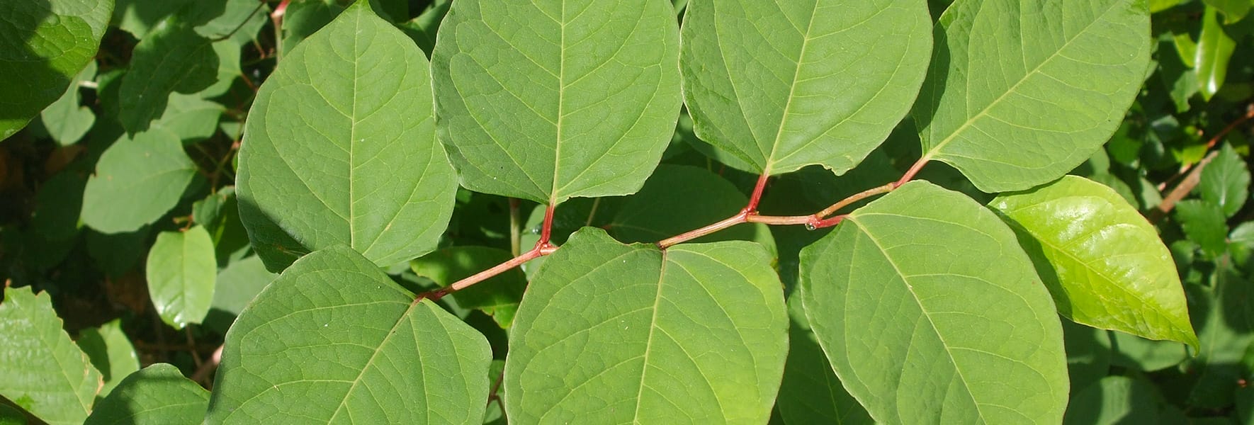 How to Choose a Japanese Knotweed Specialist | Eradication & Control